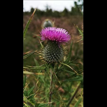 The Anchorage B And B Bed & Breakfast John o' Groats Luaran gambar